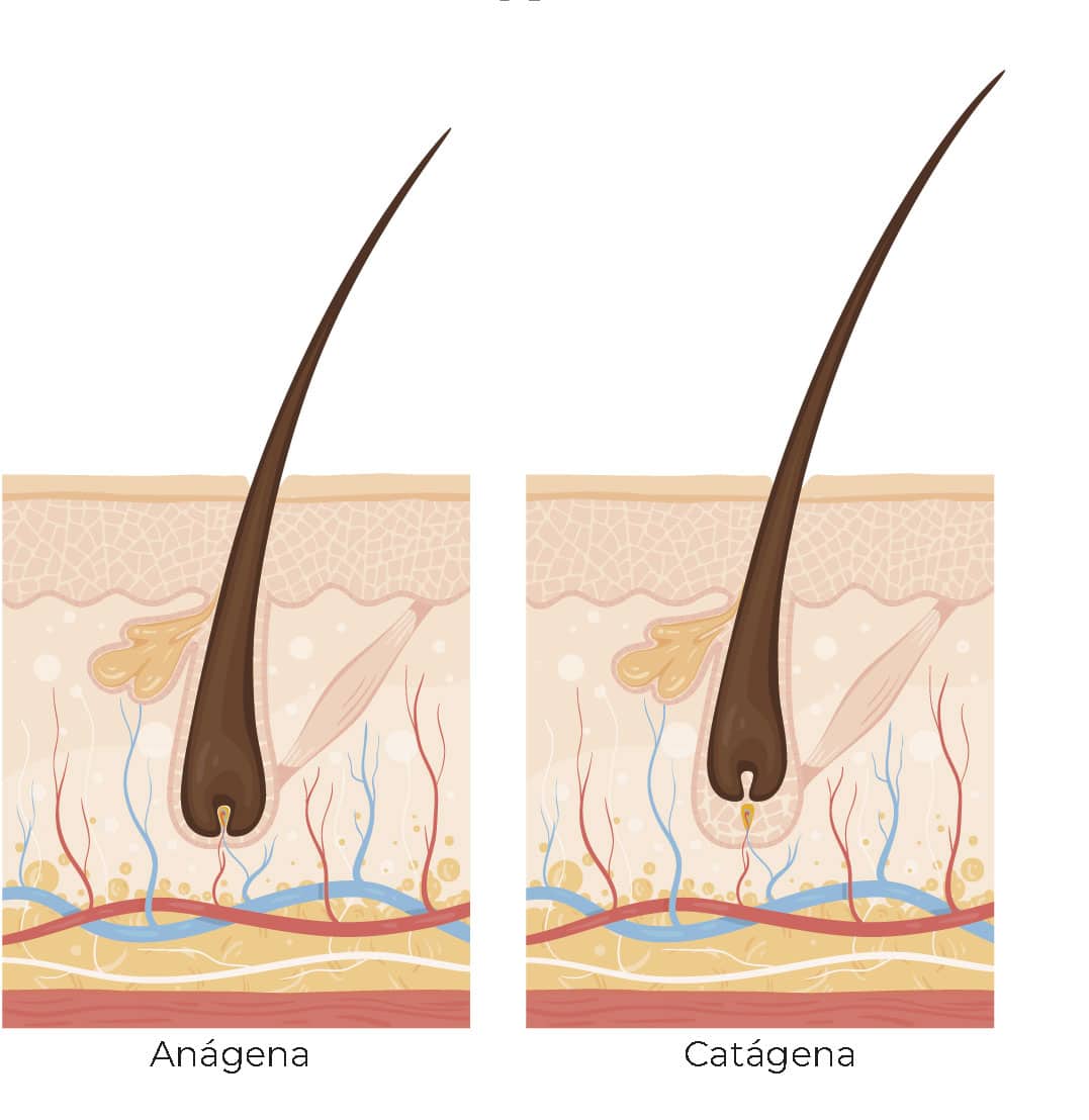 Fase Anágena y Catágena del cabello