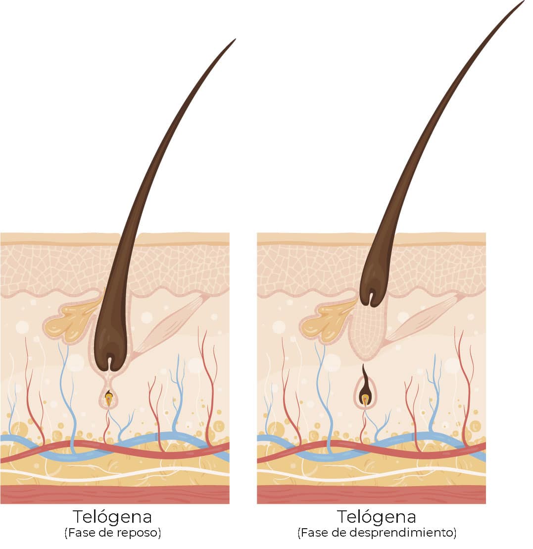 Fase Telógena