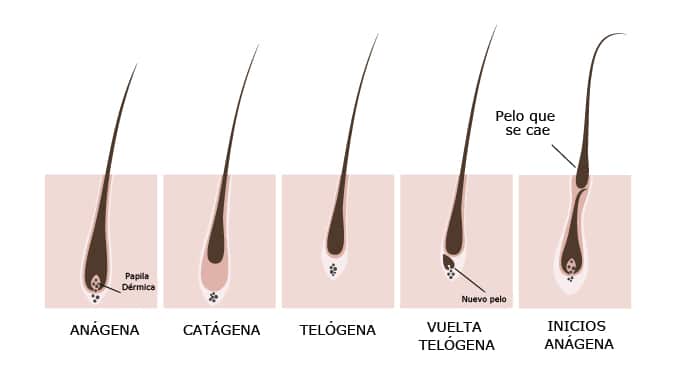 ciclo del cabello